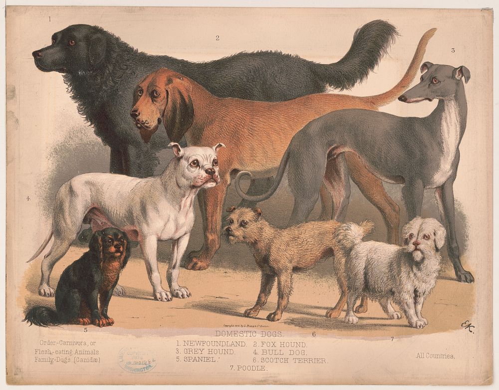 Carnivora, or flesh-eating animals. Family-dogs, c1874.