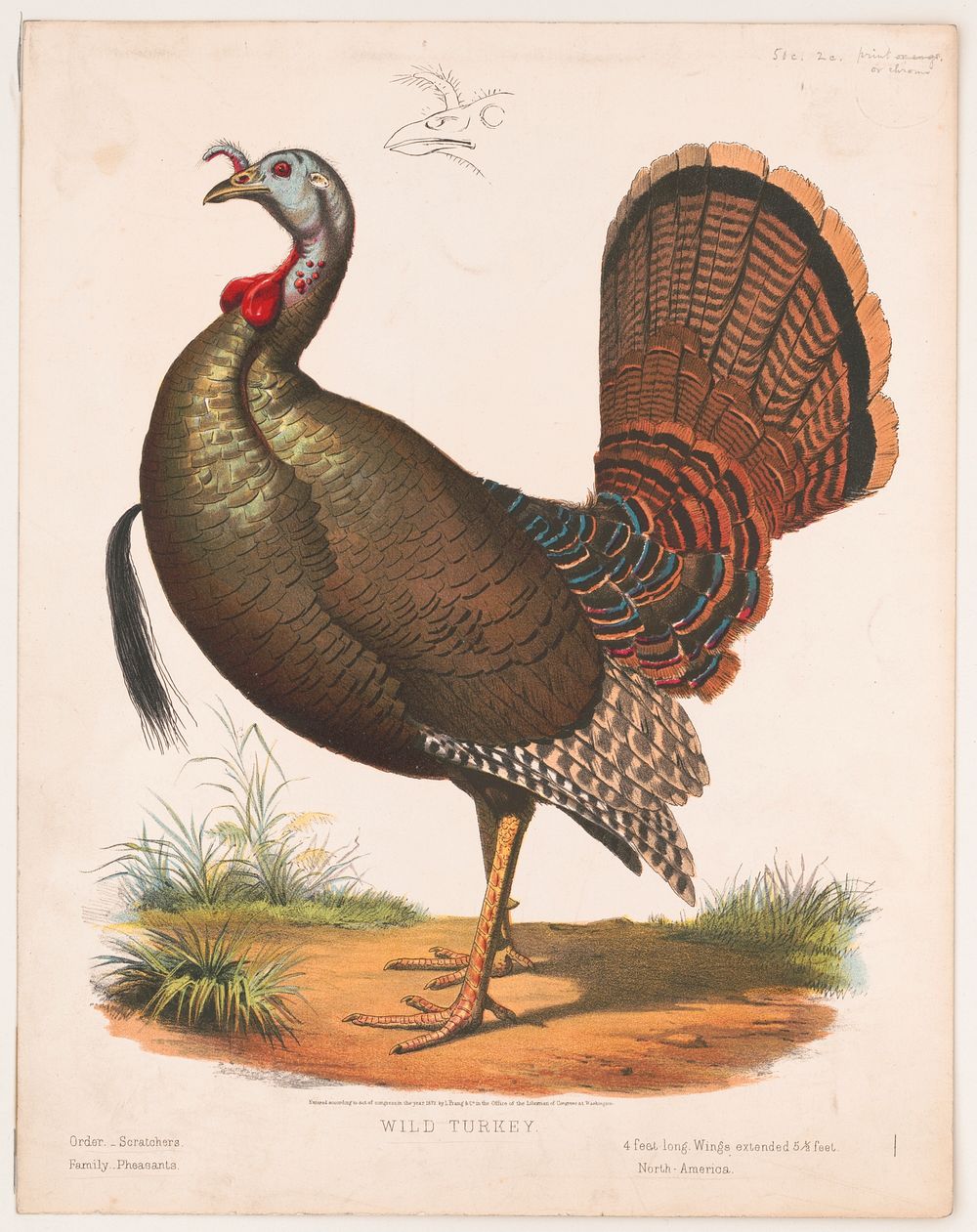 Wild turkey, L. Prang & Co., publisher