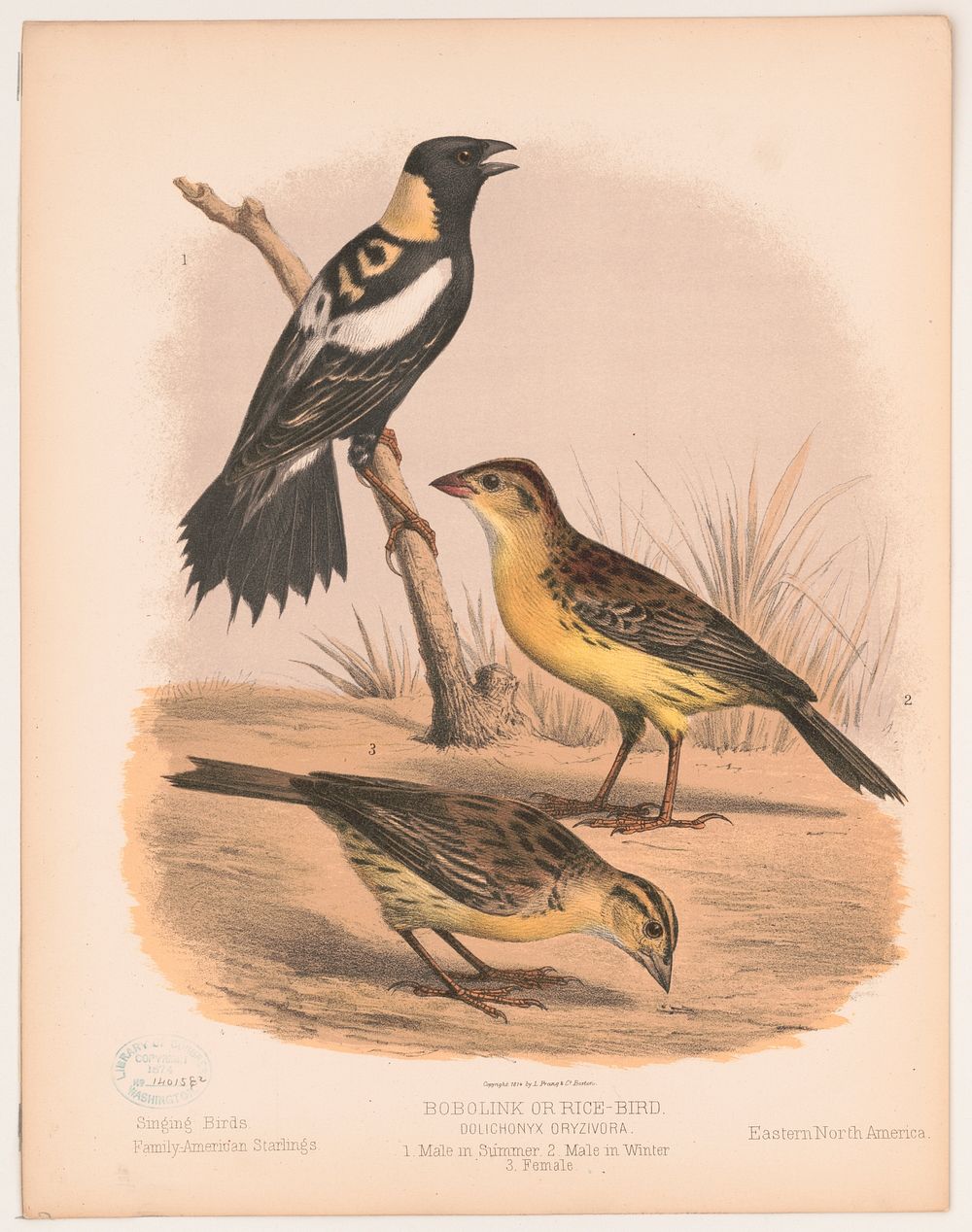 Bobolink or Rice-bird. Dolichonyx oryzivora. 1. Male in summer. 2. Male in winter. 3. Female, L. Prang & Co., publisher