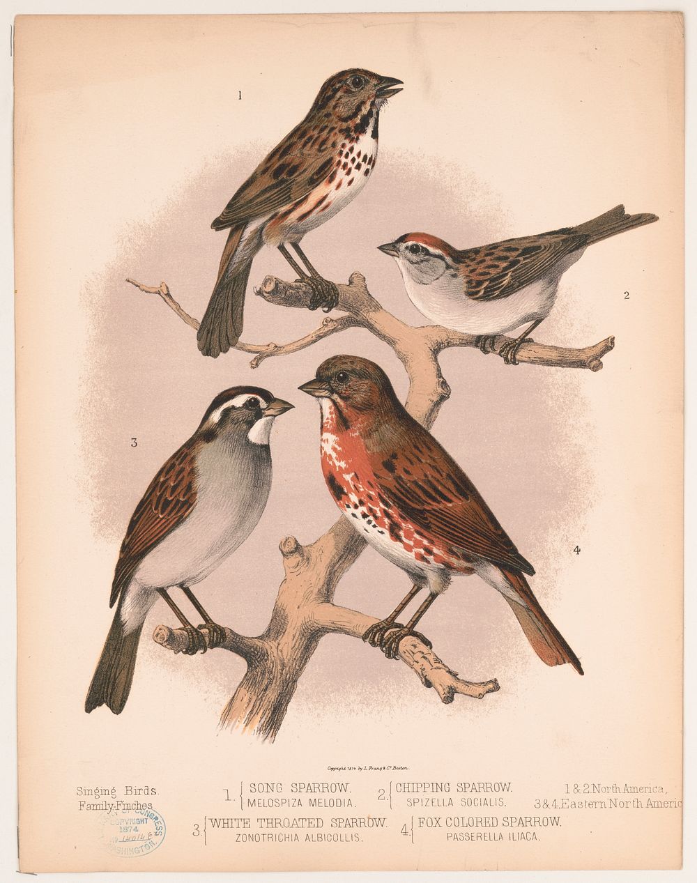 1. Song sparrow. Melospiza melodia. 2. Chipping sparrow. Spizella socialis. 3. White throated sparrow. Zonotrichia…