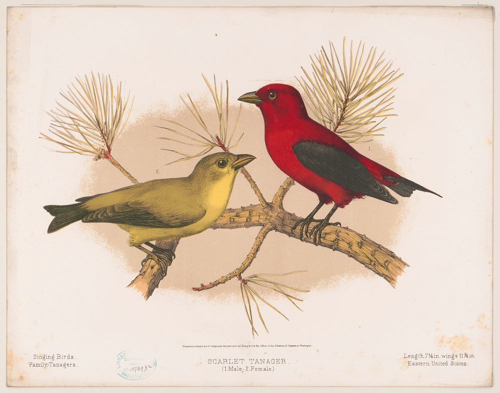 Scarlet tanager. (1. Male; 2. Female), L. Prang & Co., publisher