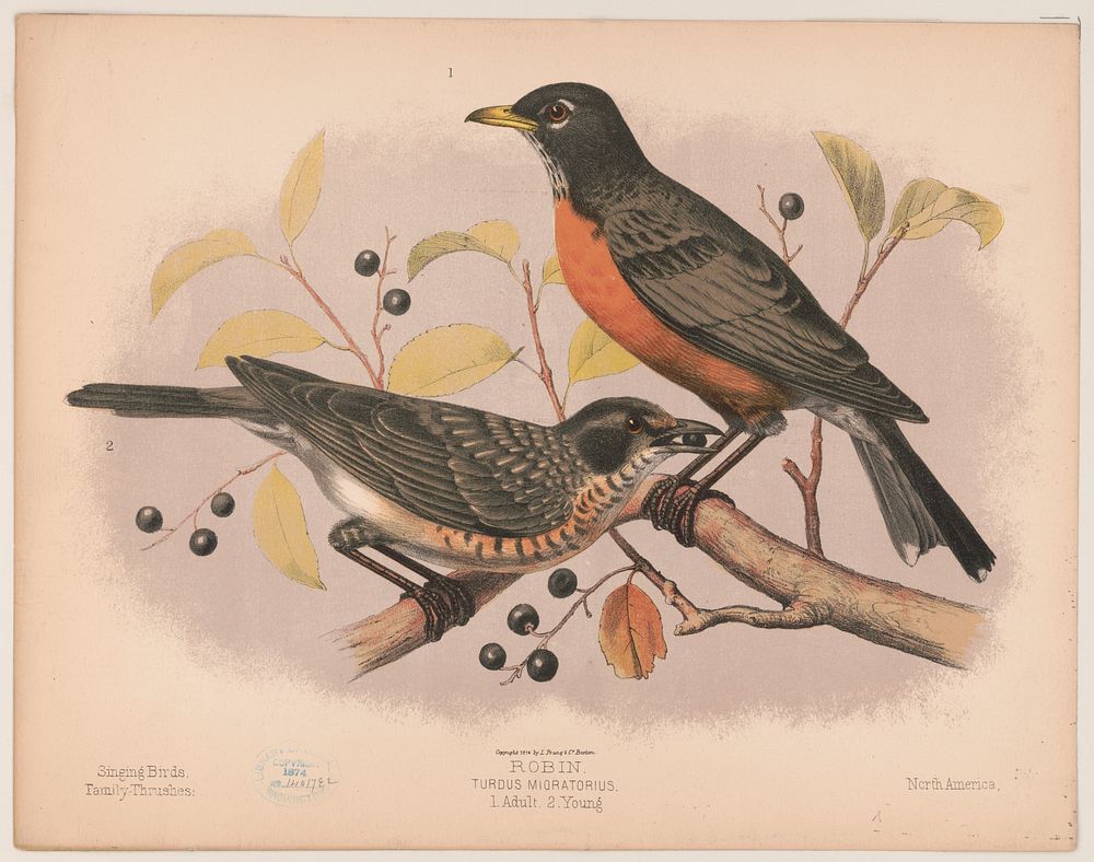 Robin. Turdus migratorius. 1. Adult. 2. Young, L. Prang & Co., publisher