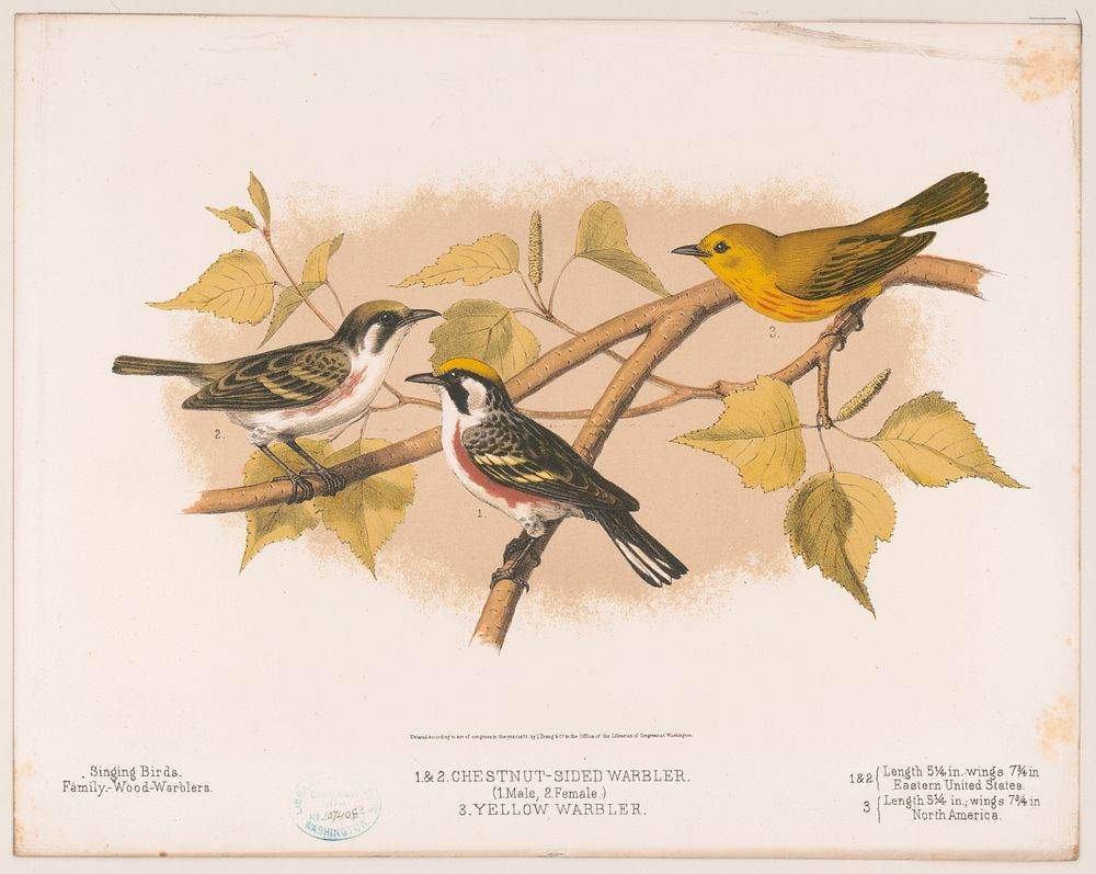 1. & 2. Chestnut-sided warbler. (1. Male, 2. Female). 3. Yellow warbler, L. Prang & Co., publisher