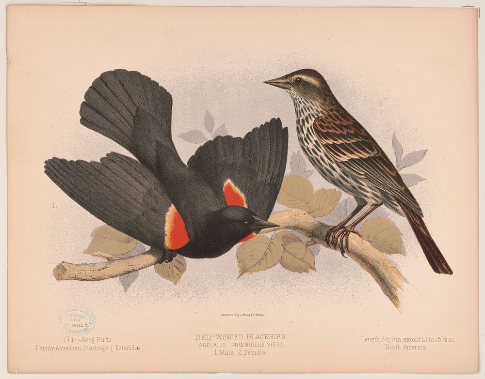 Red-winged blackbird. Agelaius phœniceus vieill. 1. Male. 2. Female, L. Prang & Co., publisher