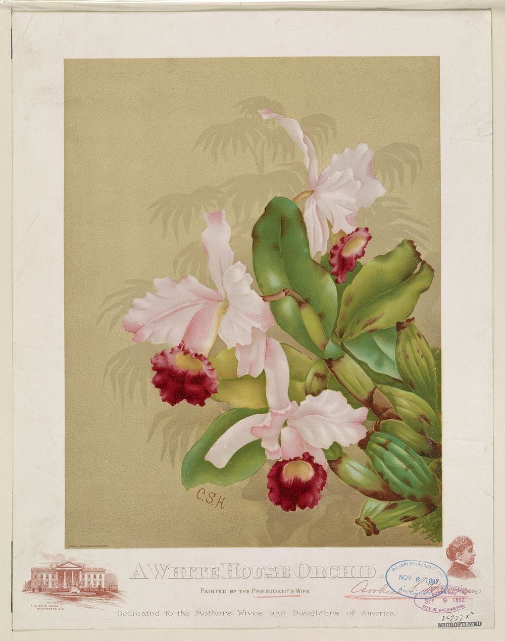A whitehouse orchid, G.H. Buek & Co., c1892 September 9.