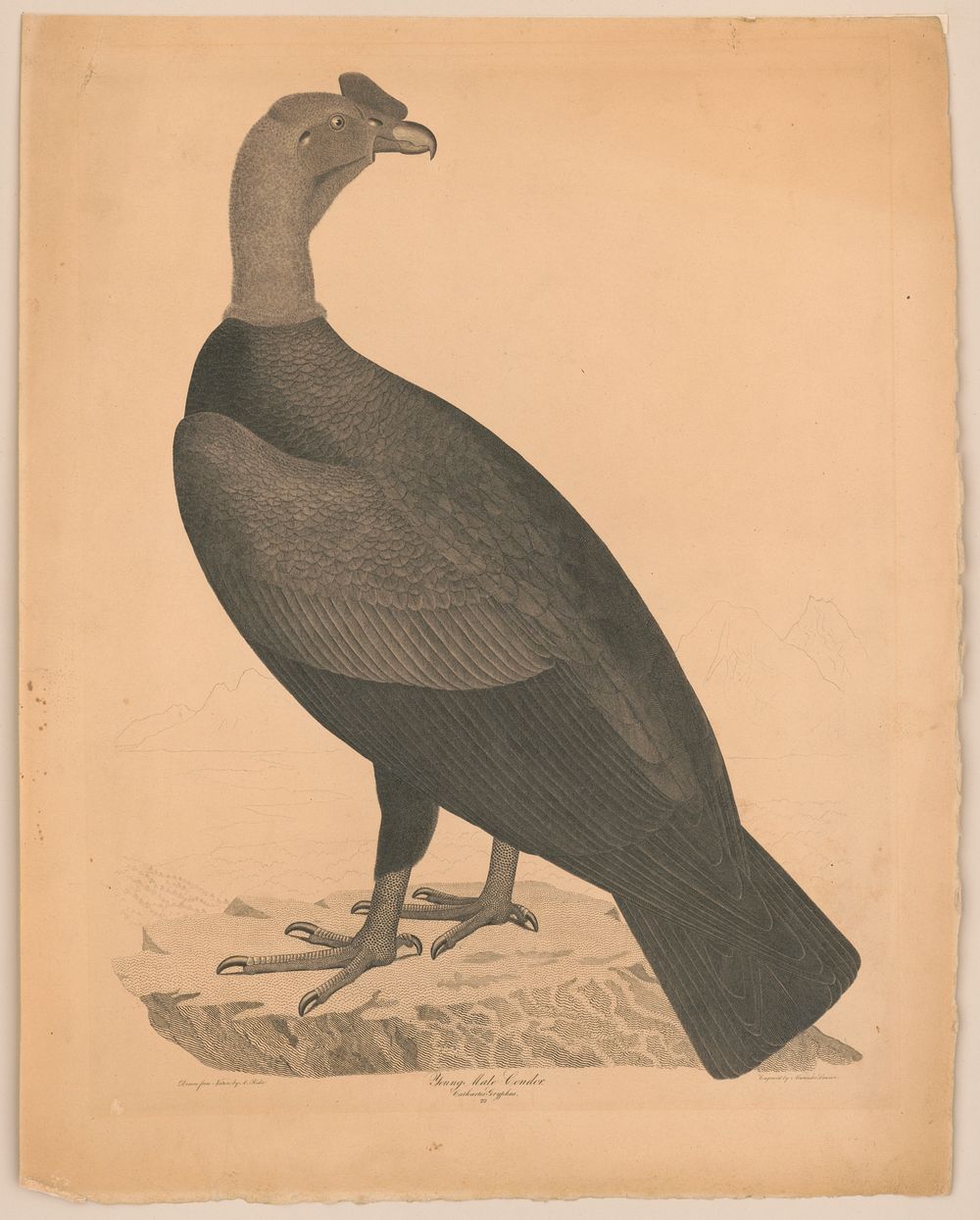 Young male condor Cathartes Gryphus / drawn from nature by A. Rider ; engraved by Alexander Lawson.