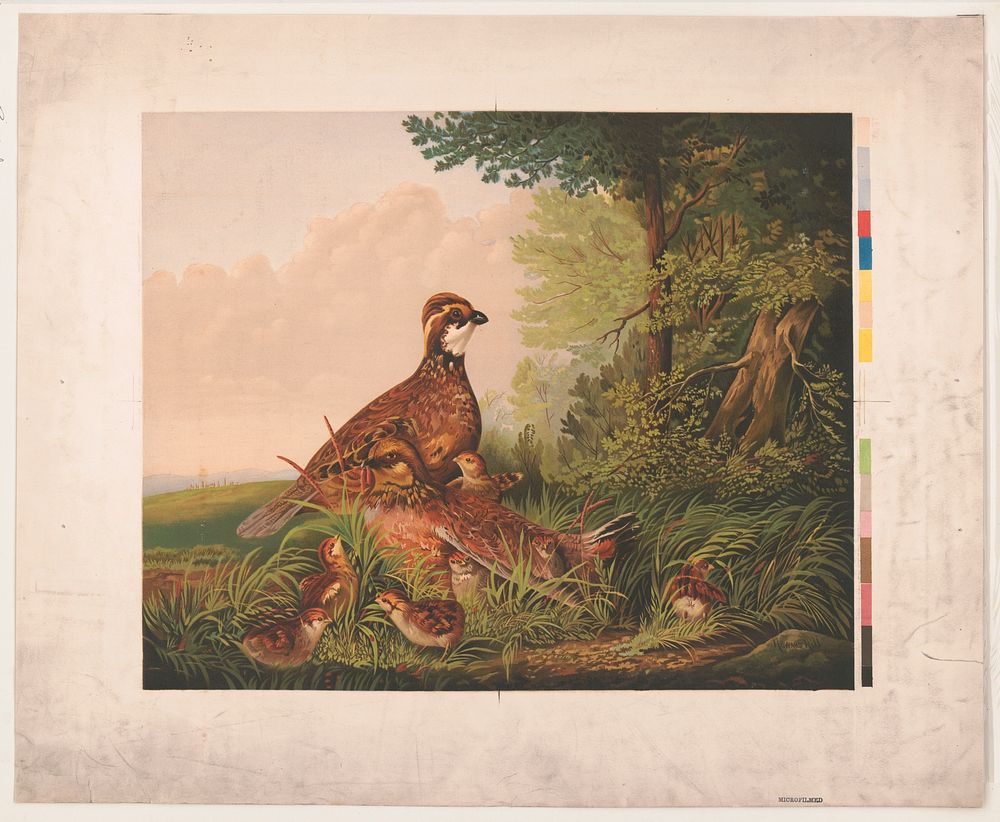[Quail and young]