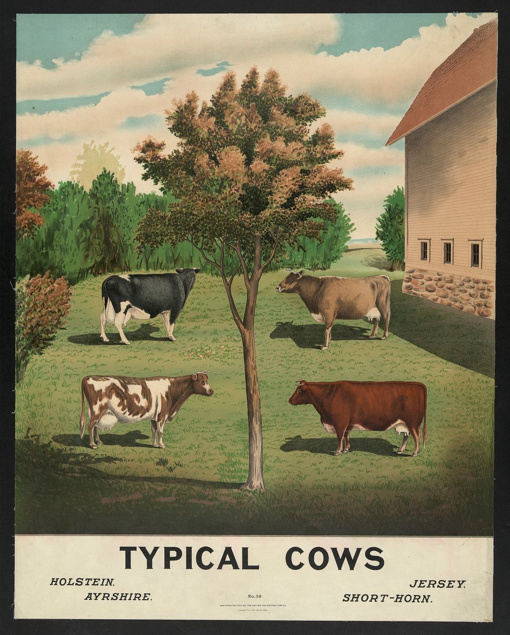 Typical cows, c1904.