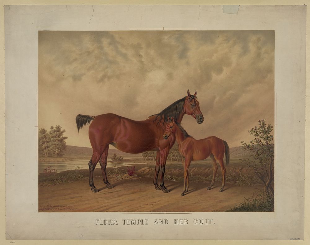 Flora Temple and her colt