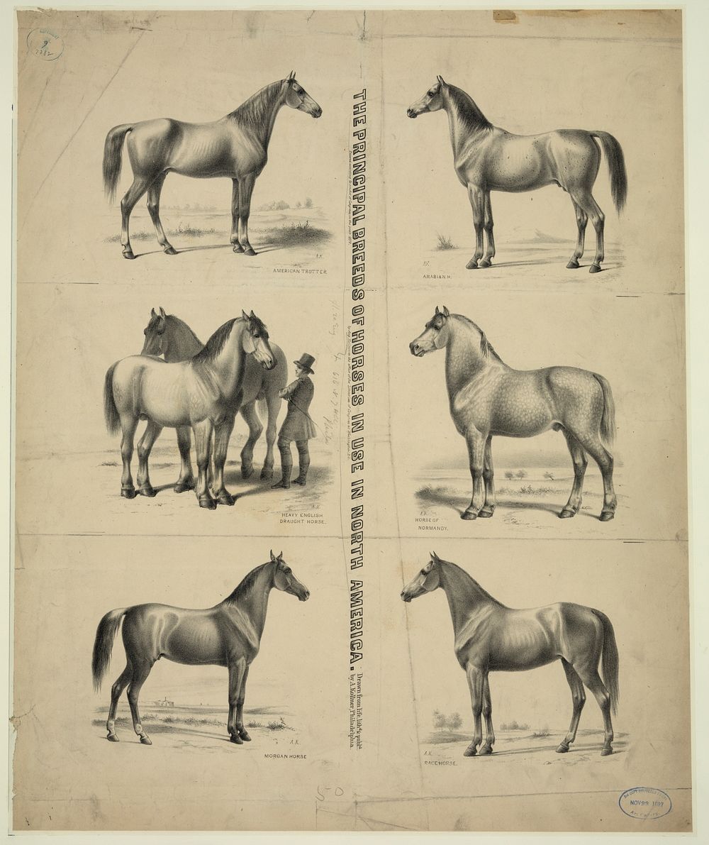 The Principal breeds of horses in use in North America / drawn from life, lith'd. & pub'd. by A. Kollner, Philadelphia.