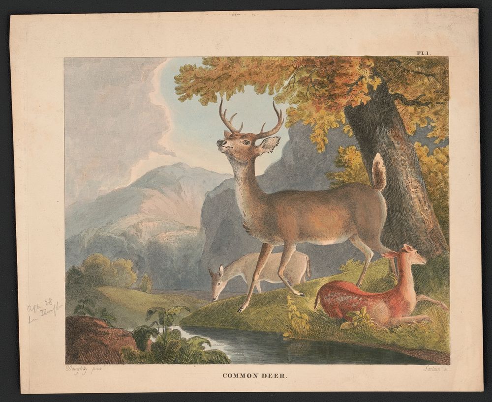 Common deer / Doughty pinxt. ; Sartain sc. by Thomas Doughty (1793–1856)