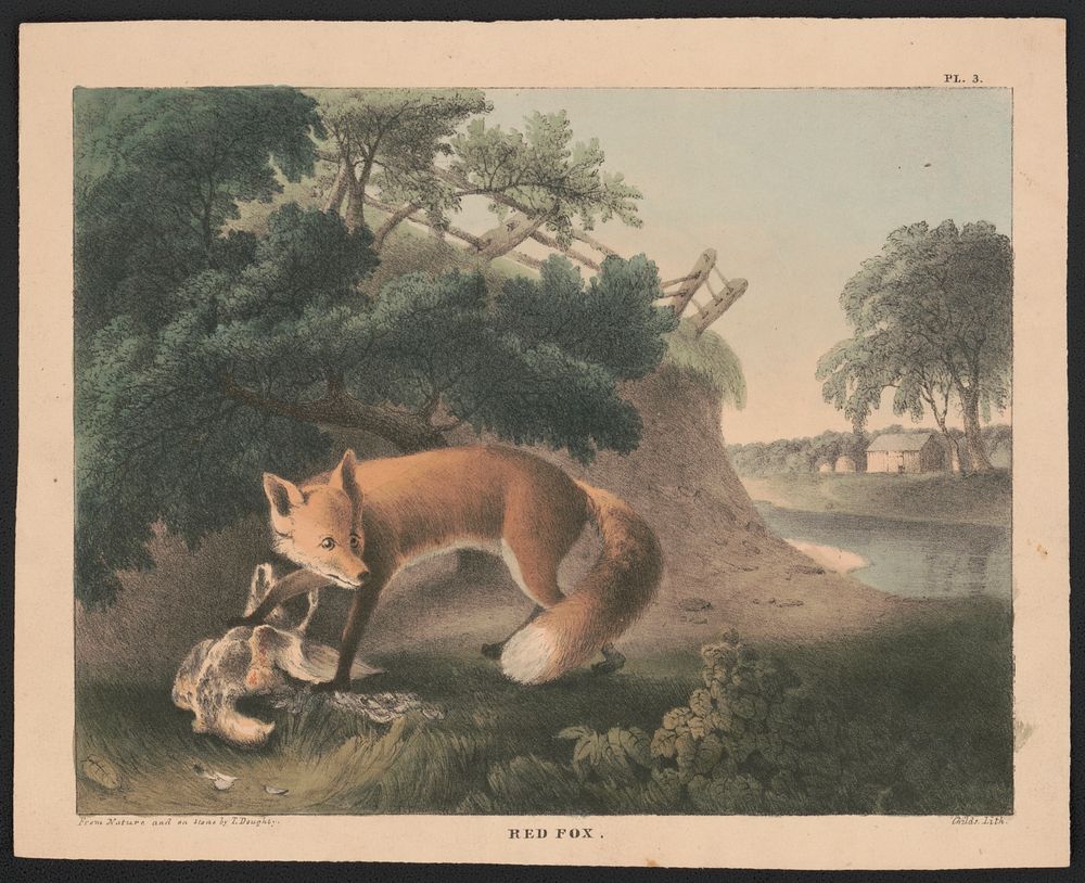 Red fox / from nature and on stone by T. Doughty ; Childs Lith. by Thomas Doughty (1793–1856)