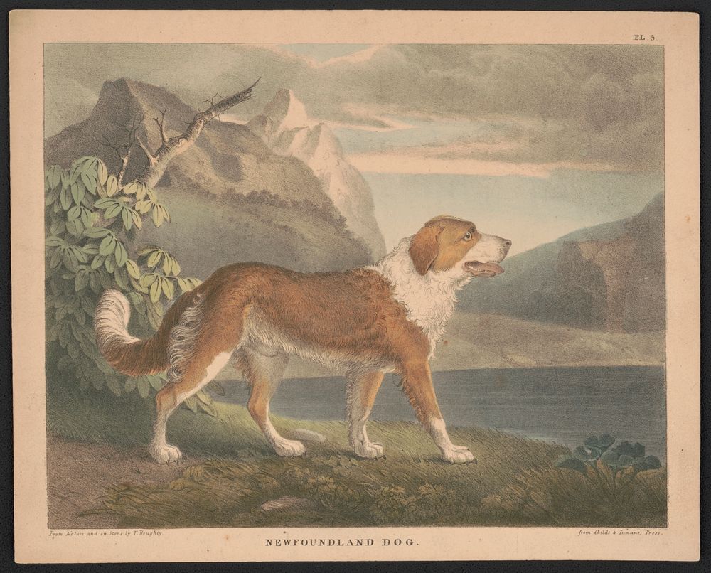 Newfoundland dog / from nature and on stone by T. Doughty ; from Childs & Inman's Press. by Thomas Doughty (1793–1856)