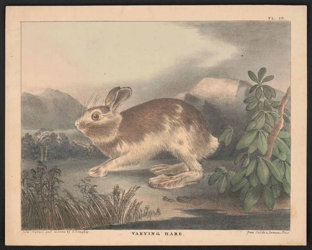 Varying hare / from nature and on stone by T. Doughty ; from Childs & Inman's Press. by Thomas Doughty (1793–1856)