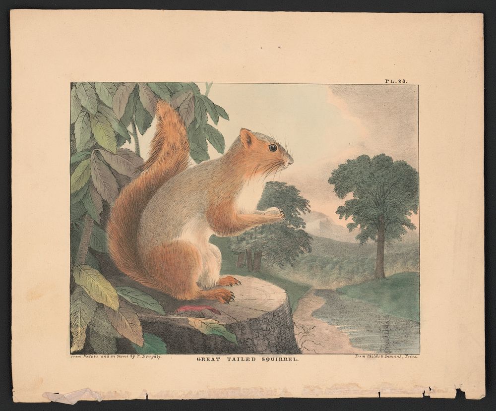 Great tailed squirrel / from nature and on stone by T. Doughty ; from Childs & Inman's Press. by Thomas Doughty (1793–1856)