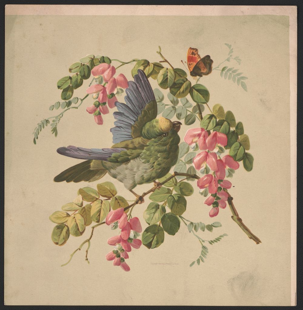 Green parrot and acacia, L. Prang & Co., publisher