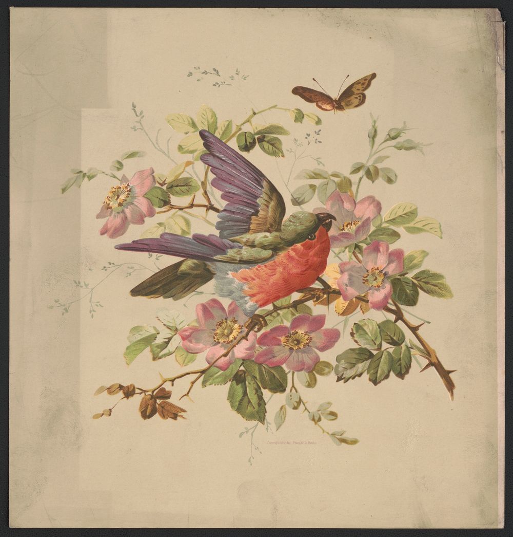 Scarlet and green parrot and wild roses, L. Prang & Co., publisher
