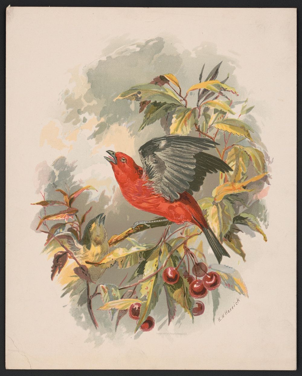 [Scarlet tanager on a cherry tree branch] / H.W. Herrick., L. Prang & Co., publisher
