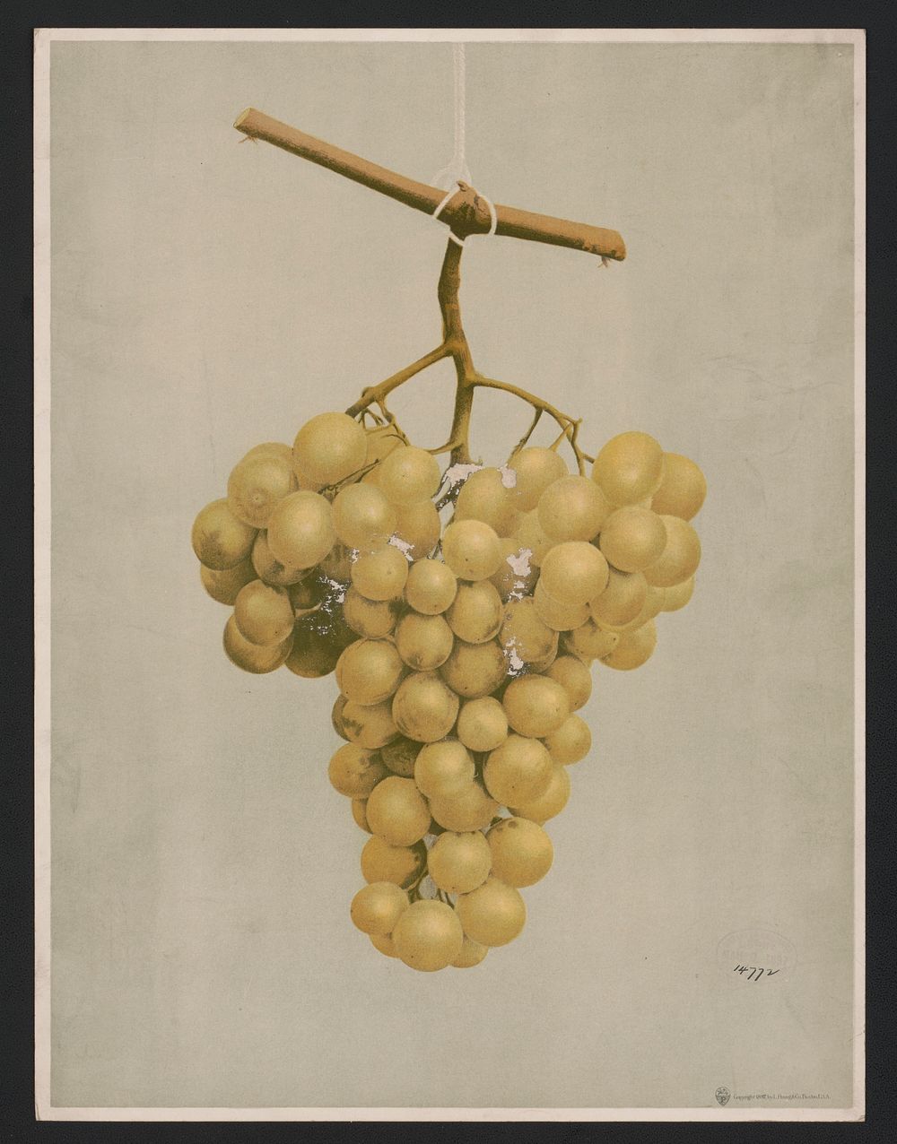 Prize golden Hamburg grapes, L. Prang & Co., publisher
