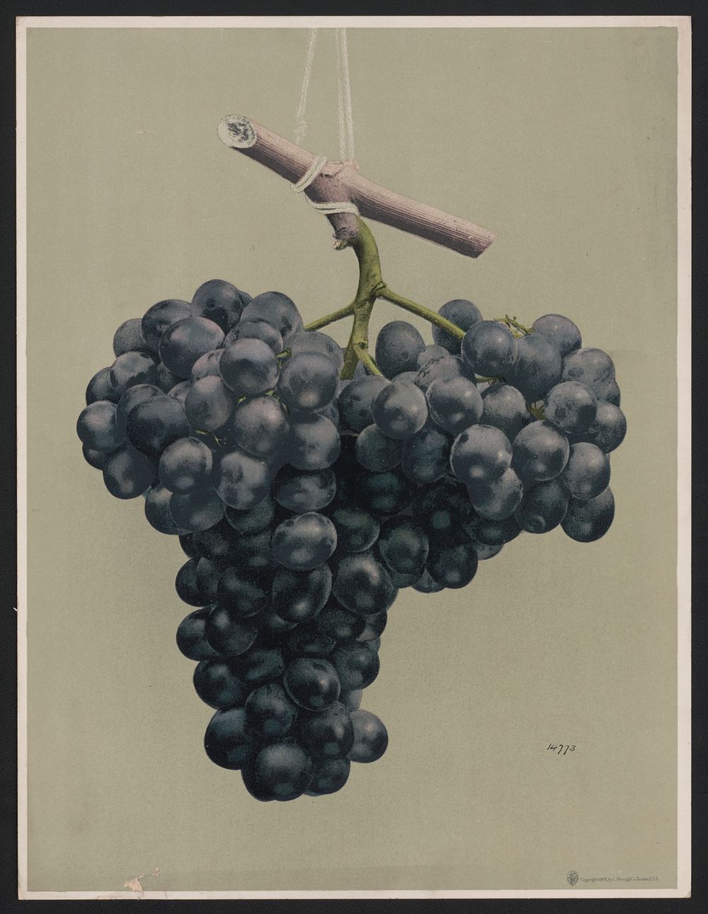 Prize black Alicante grapes, L. Prang & Co., publisher