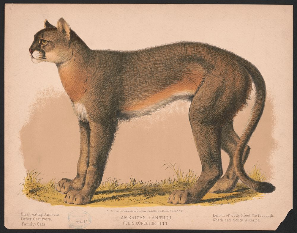 American panther - Felis concolor linn, L. Prang & Co., publisher