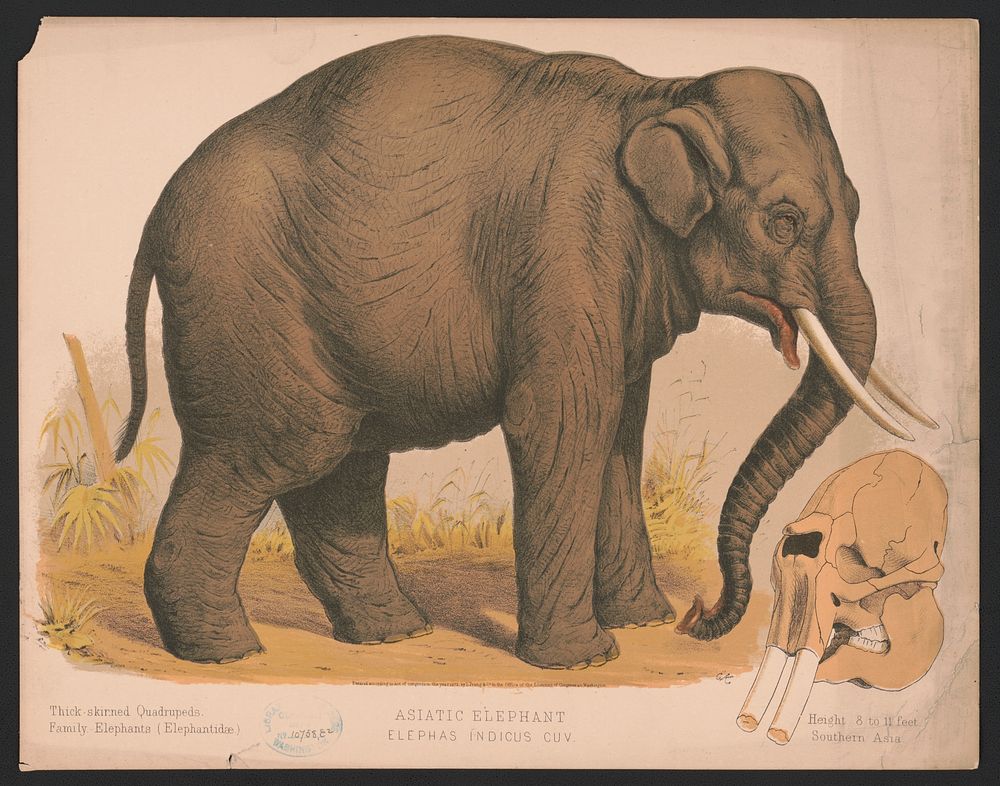 Asiatic elephant - Elephas indicus cuv / E.K., L. Prang & Co., publisher