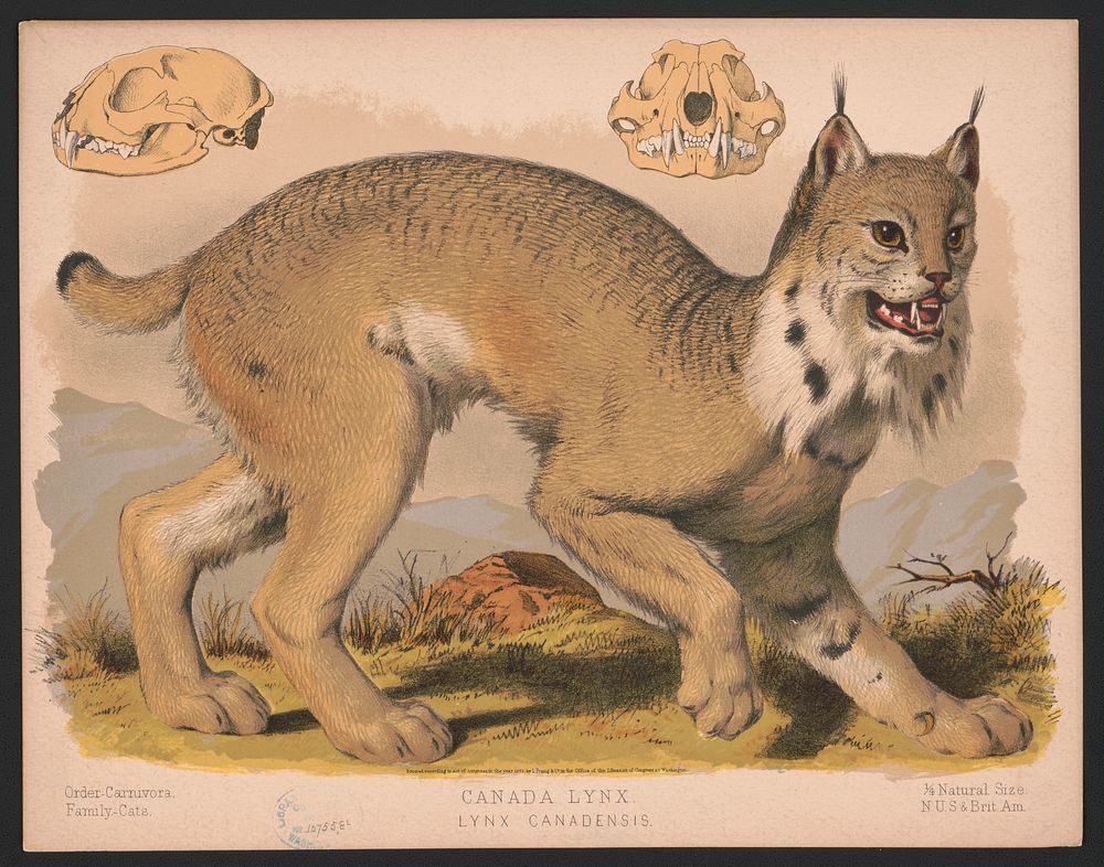 Canada lynx - Lynx Canadensis, L. Prang & Co., publisher