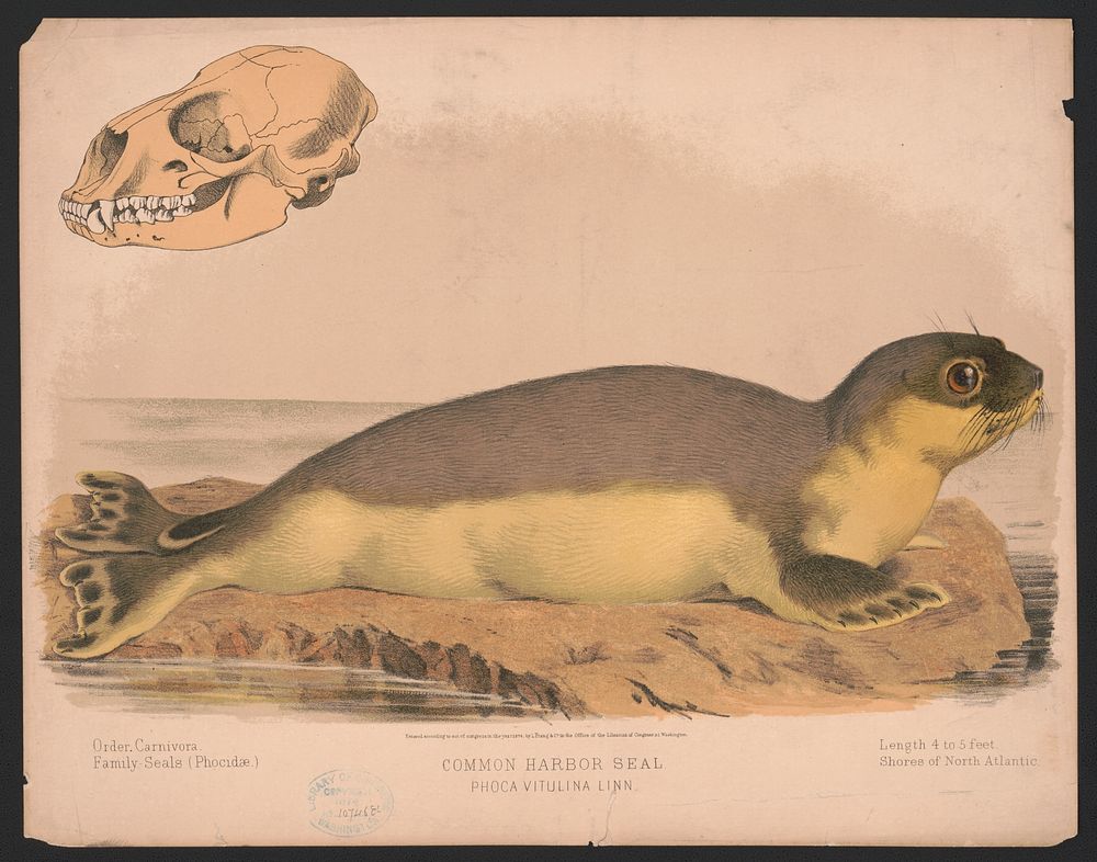Common harbor seal - Phoca vitulina linn, L. Prang & Co., publisher