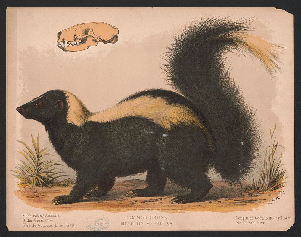 Common skunk - Mephitis mephitica / E.K., L. Prang & Co., publisher