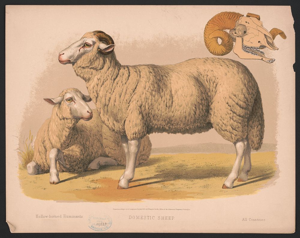 Domestic sheep, L. Prang & Co., publisher