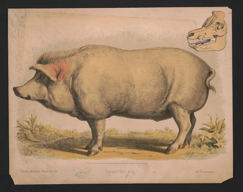 Domestic pig, L. Prang & Co., publisher