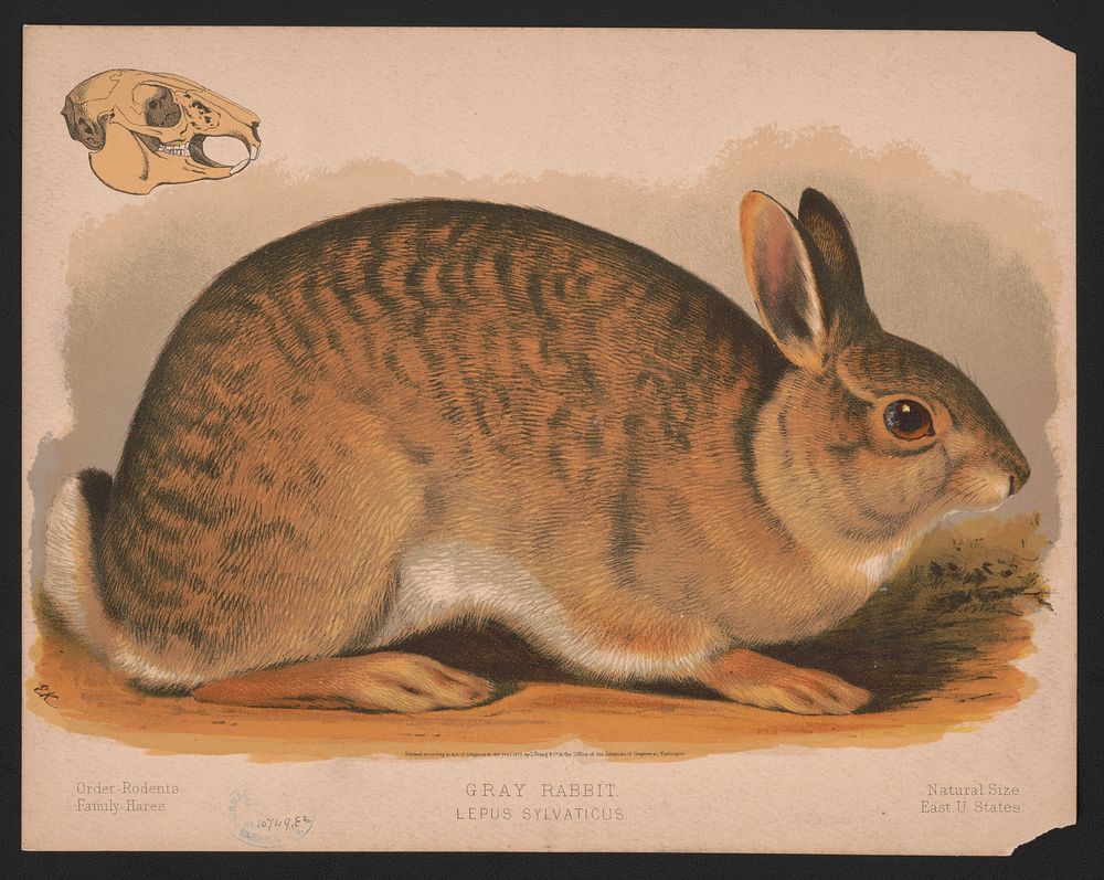 Gray rabbit - Lepus sylvaticus / E.K., L. Prang & Co., publisher