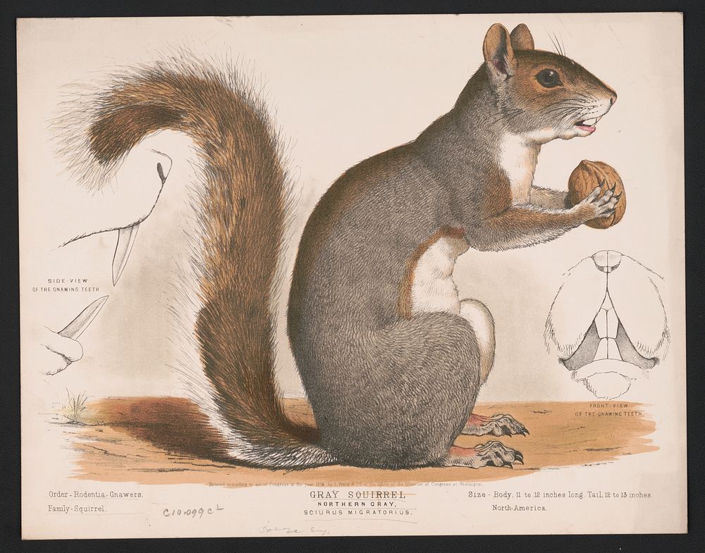 Gray squirrel, Northern gray, Sciurus migratorius, L. Prang & Co., publisher