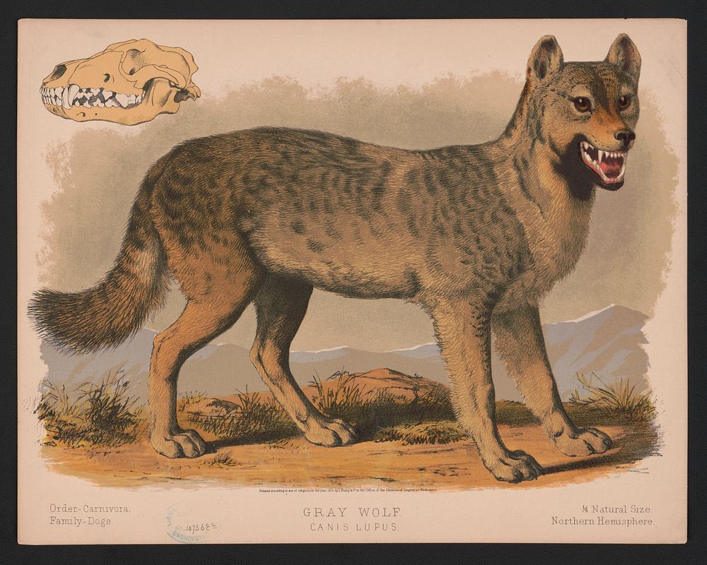 Gray wolf - Canis lupus, L. Prang & Co., publisher