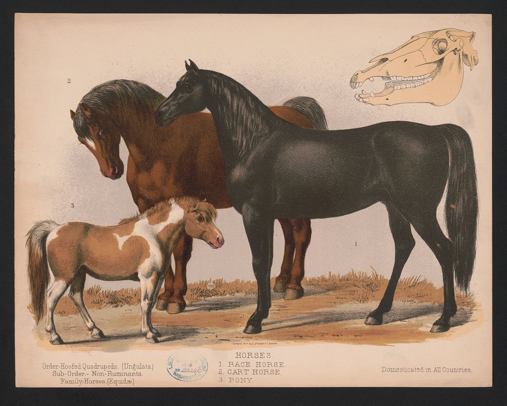 Horses. 1. Race horse. 2. Cart horse. 3. Pony, L. Prang & Co., publisher