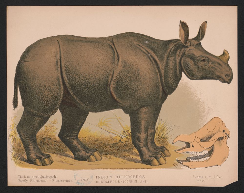 Indian rhinoceros. Rhinoceros unicornis linn / E.K., L. Prang & Co., publisher
