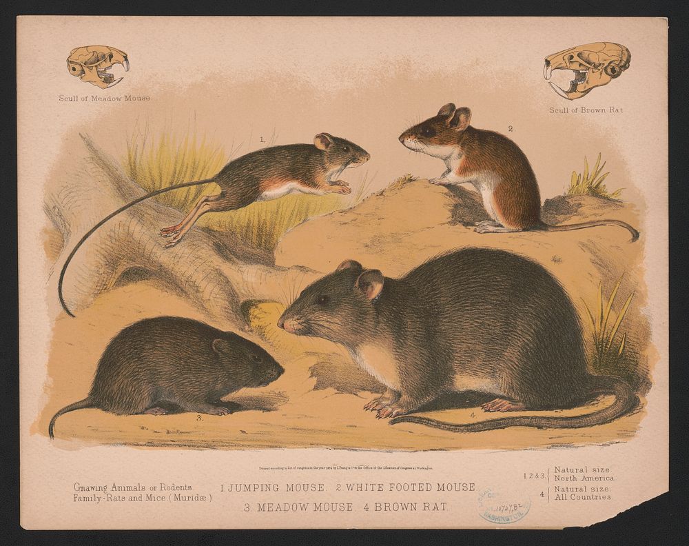 1. Jumping mouse. 2. White footed mouse. 3. Meadow mouse. 4. Brown rat, L. Prang & Co., publisher