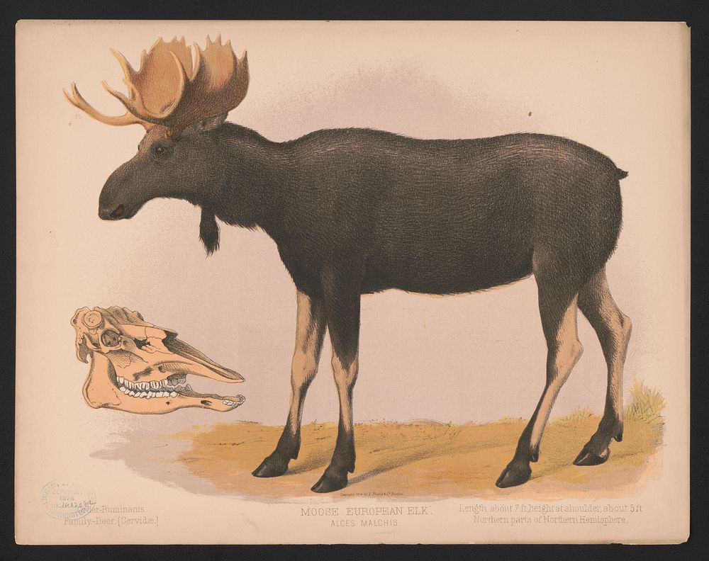 Moose. European elk. Alces malchis, L. Prang & Co., publisher