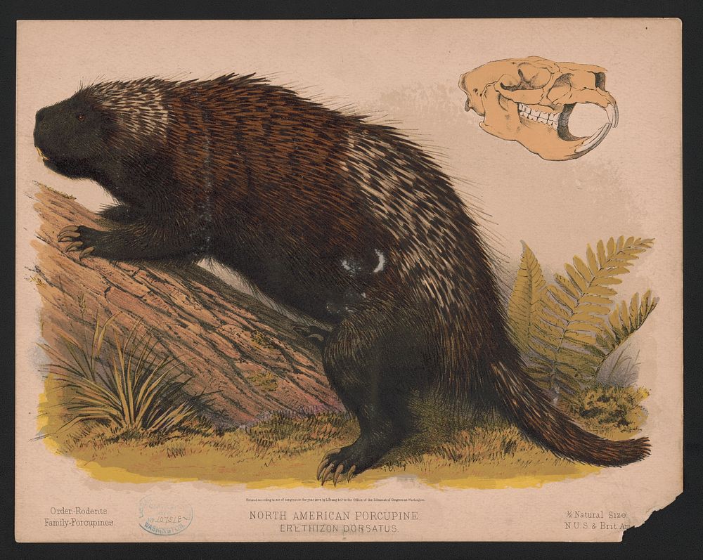 North American porcupine - Erethizon dorsatus / E.K., L. Prang & Co., publisher