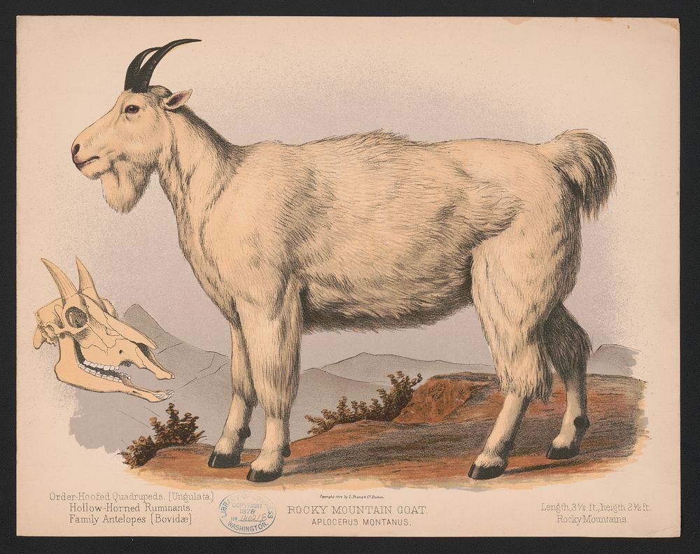 Rocky Mountain goat. Aplocerus montanus, L. Prang & Co., publisher