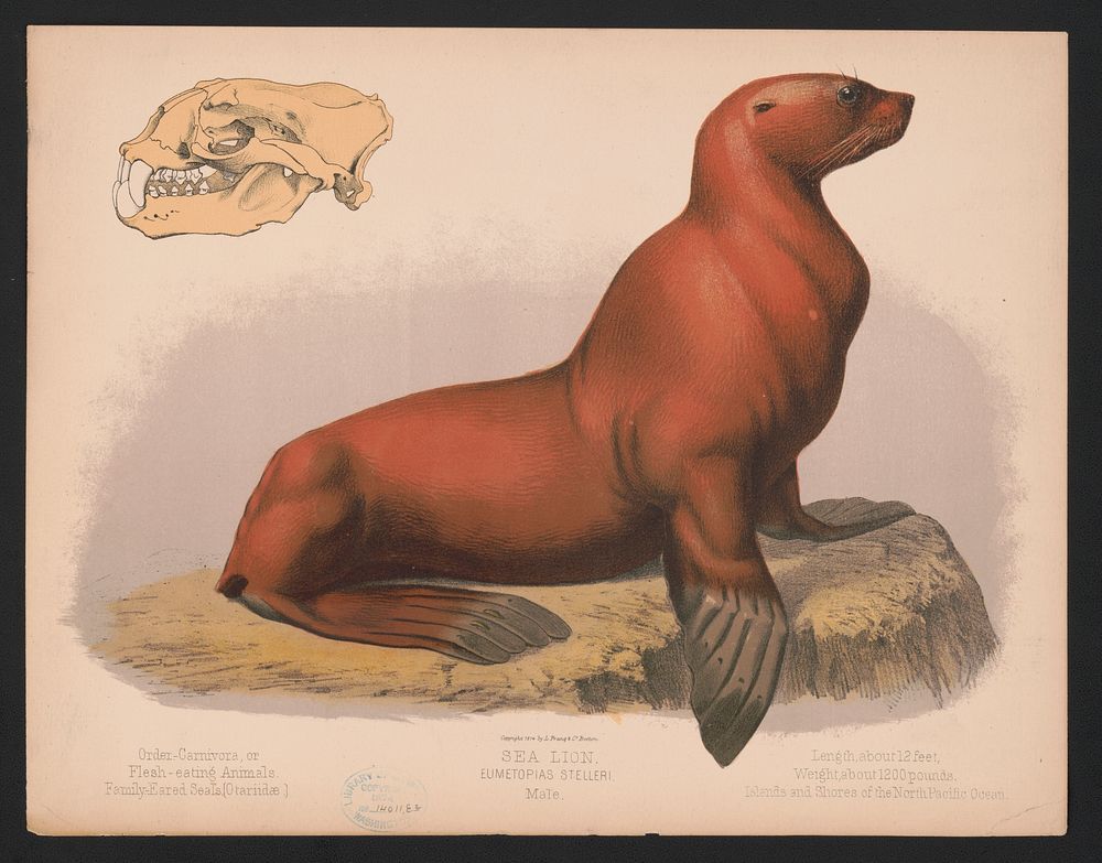 Sea lion. Eumetopias stelleri. Male, L. Prang & Co., publisher