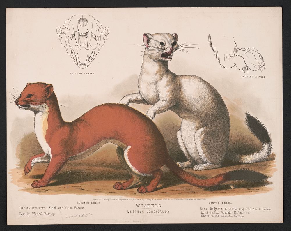 Weasels. Mustela longicauda, L. Prang & Co., publisher