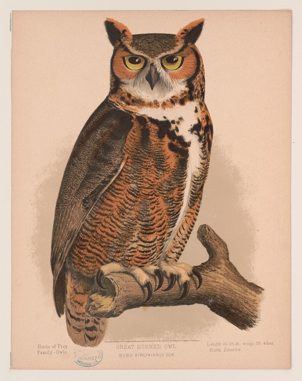 Great horned owl. Bubo virginianus bon, L. Prang & Co., publisher
