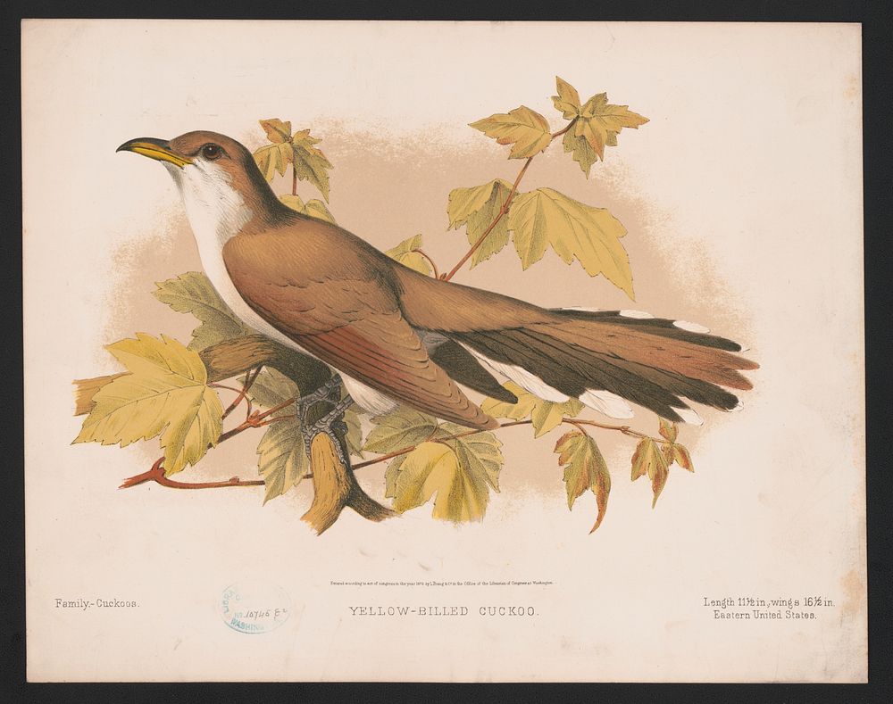 Yellow-billed cuckoo, L. Prang & Co., publisher