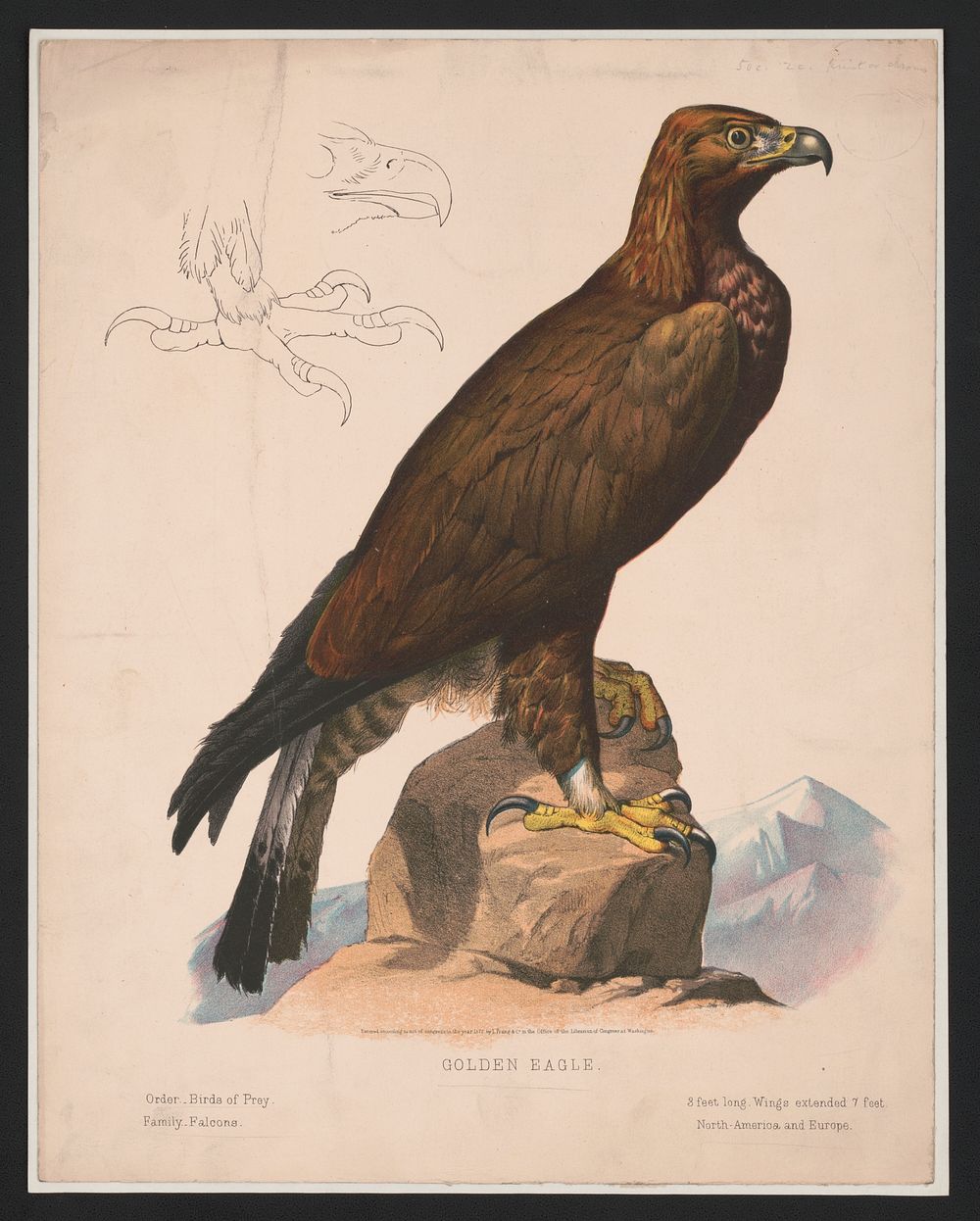 Golden eagle, L. Prang & Co., publisher