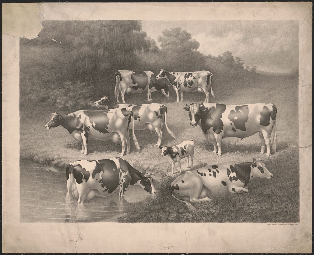 [Seven cows and one calf in a pasture]