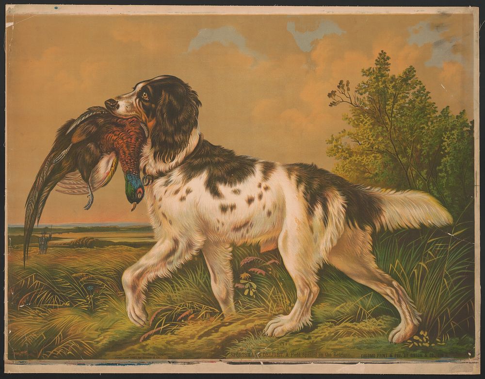 Sportsmen's delight, a field spaniel on the retrieve