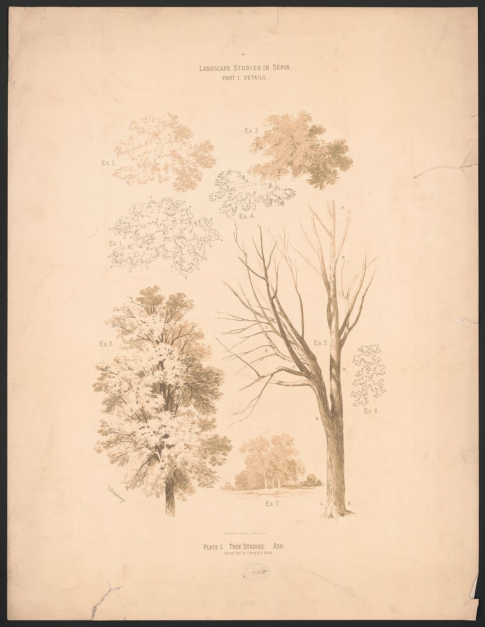 Landscape studies in sepia, plate I. Tree studies: ash