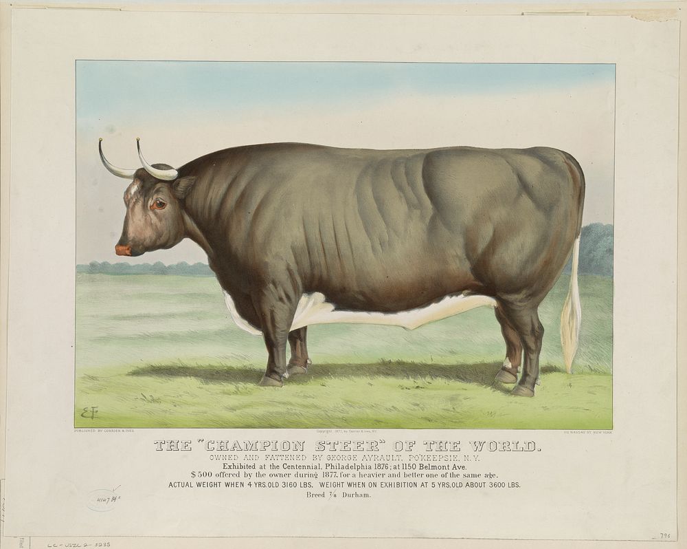 The "Champion Steer" of the world: Owned and fattened by George Ayrault, Po'keepsie, N.Y., Currier & Ives.