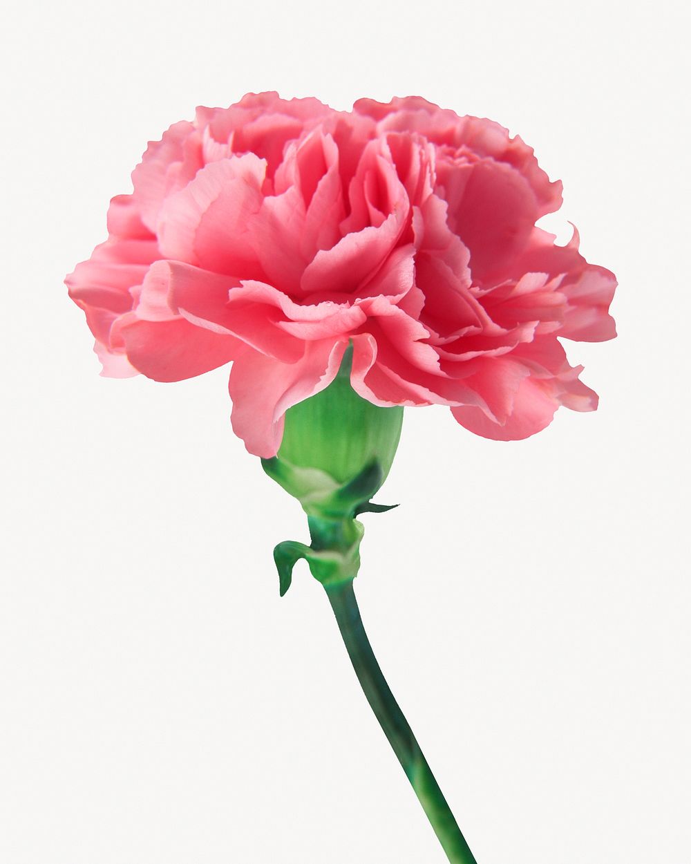 Pink carnation flower, botanical collage element